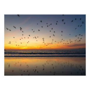 Pelicans at Sunset - Venedig Beach, CA Fototryck