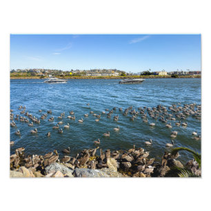 Pelicans Bask - Marina Del Rey, CA Fototryck