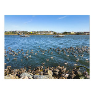 Pelicans Bask - Marina Del Rey, CA Fototryck