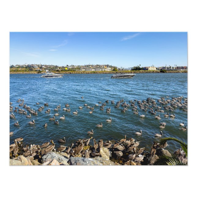 Pelicans Bask - Marina Del Rey, CA Fototryck (Framsidan)