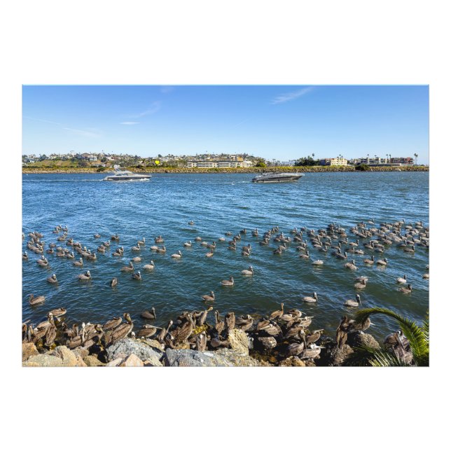 Pelicans Bask - Marina Del Rey, CA Fototryck (Framsidan)