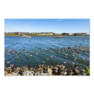 Pelicans Bask - Marina Del Rey, CA Fototryck