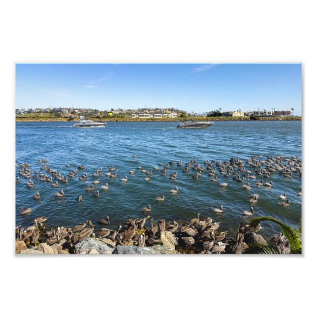 Pelicans Bask - Marina Del Rey, CA Fototryck (Framsidan)