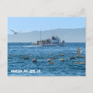 Pelicans Bask - Marina Del Rey, CA Vykort