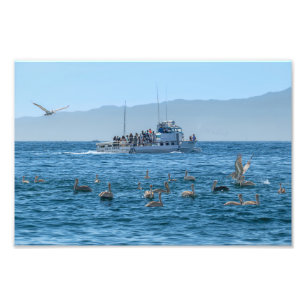 Pelicans Bing & Boat - Marina Del Rey, CA Fototryck