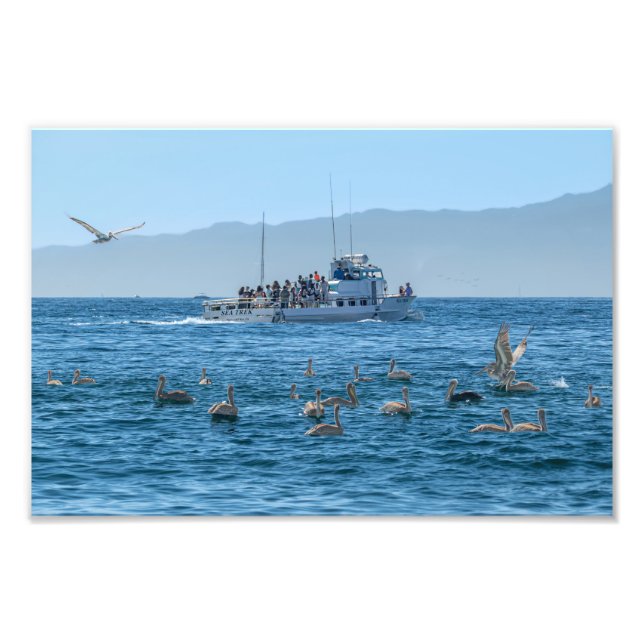 Pelicans Bing & Boat - Marina Del Rey, CA Fototryck (Framsidan)