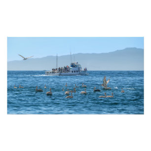 Pelicans Bing & Boat - Marina Del Rey, CA Photo Fototryck
