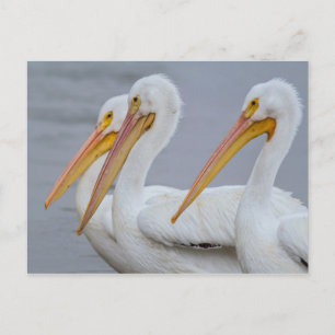 PELICANS - FORT MYERS BEACH, FLORIDA, USA VYKORT