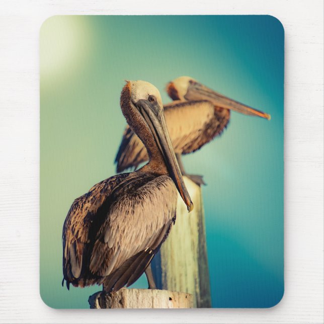 Pelicans i Dawn Musmatta (Framsidan)