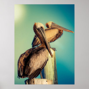 Pelicans i Dawn Poster