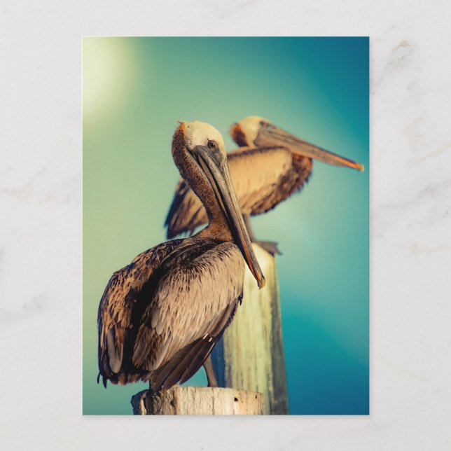 Pelicans i Dawn Vykort (Framsida)
