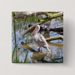 PELICANS KNAPP