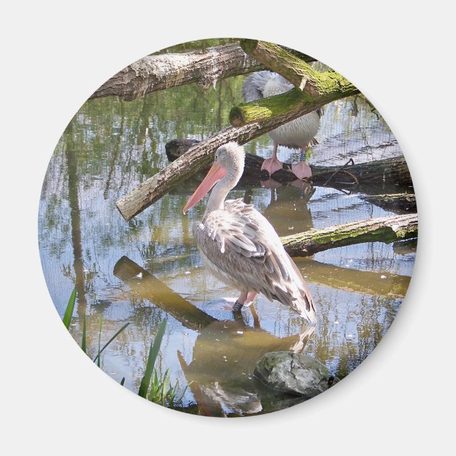 PELICANS MAGNET (Framsidan)