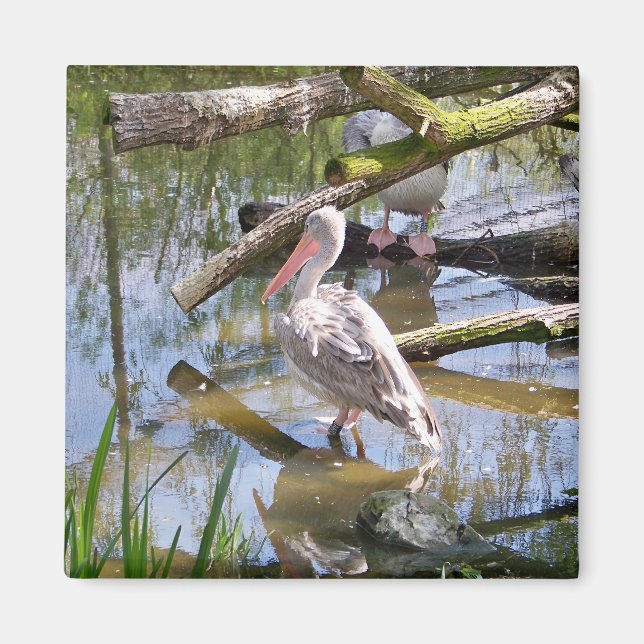 PELICANS MAGNET (Framsidan)