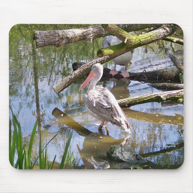PELICANS MUSMATTA (Framsidan)