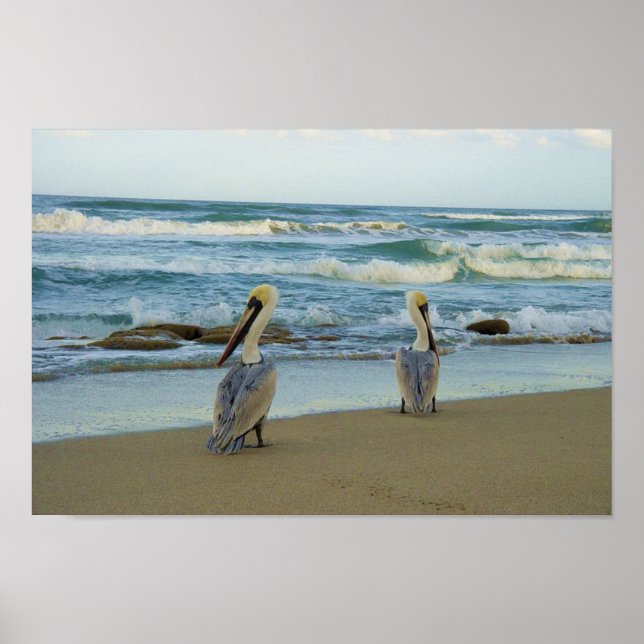 Pelicans på Jensen Beach i Florida Poster (Framsidan)