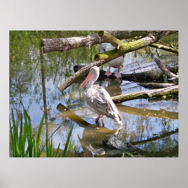 PELICANS POSTER (Framsidan)