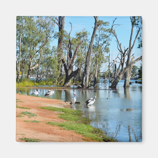 Pelicans Sunbaking River Murray, Magnet (Framsidan)