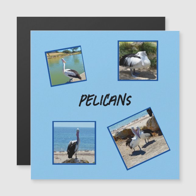 Pelicans the World Coolest Bird Four Foto ramar. (Fram/baksida)