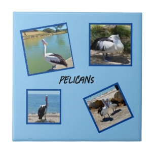 Pelicans the World Coolest Bird Four Foto ramar. Kakelplatta