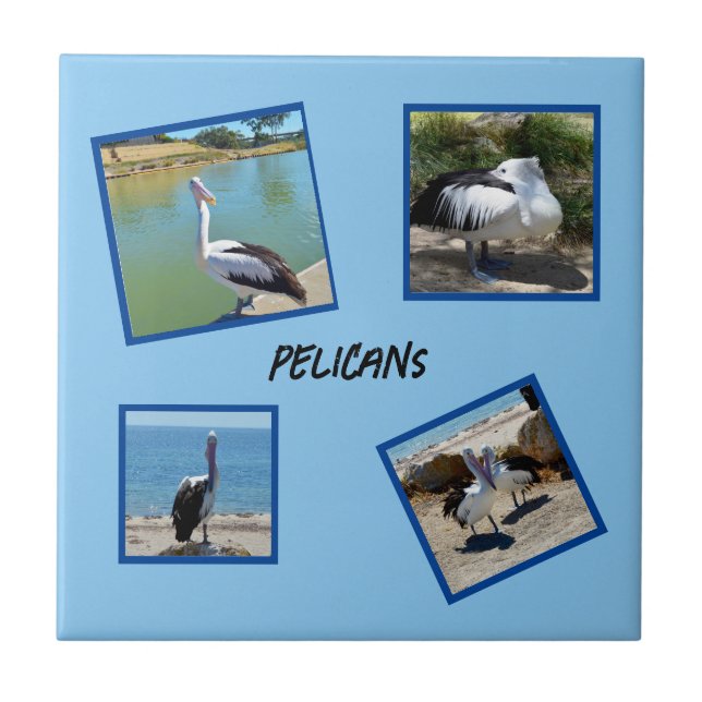 Pelicans the World Coolest Bird Four Foto ramar. Kakelplatta (Framsidan)