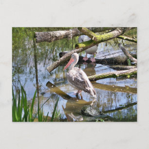 PELICANS VYKORT