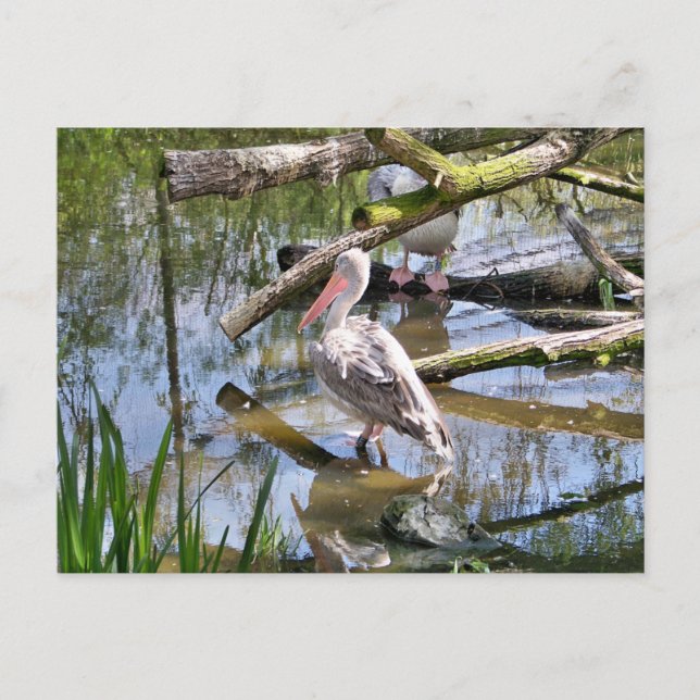 PELICANS VYKORT (Framsida)