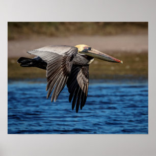pelikan 20x16 i flyg poster