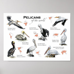pelikan av världsaffischen poster