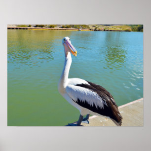 Pelikan Back Chatta, Wall Poster