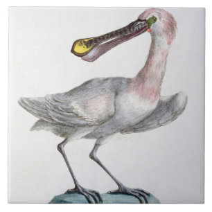 Pelikan c.1767-76 (räcka färgad gravyr), kakelplatta