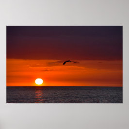 Pelikan flyger vid solnedgång poster