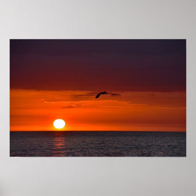 Pelikan flyger vid solnedgång poster (Framsidan)