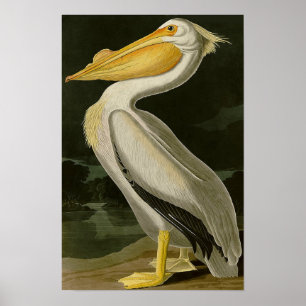 Pelikan för serie för Malibu livdesign Poster