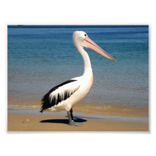 Pelikan Fototryck