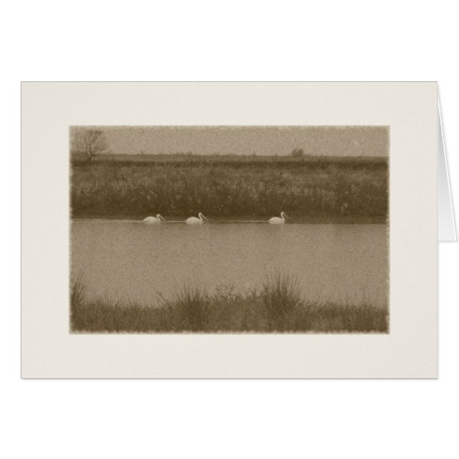 pelikan hälsningskort (Framsidan Horizontal)