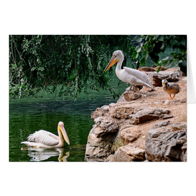 Pelikan Hälsningskort (Framsidan Horizontal)