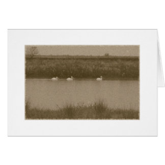 Pelikan Hälsningskort