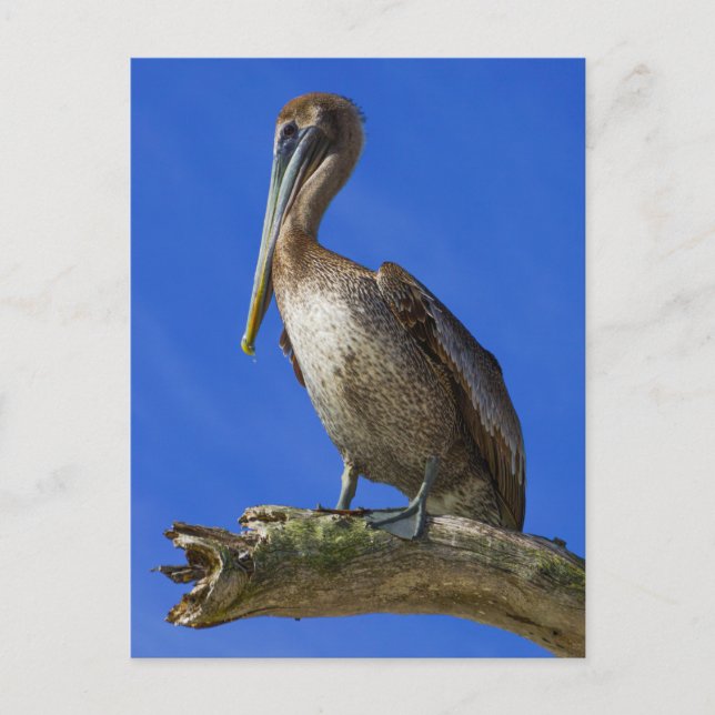 Pelikan i en extremitet vykort (Framsida)