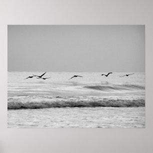 Pelikan i flyg poster