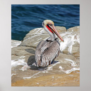 Pelikan i Oceanen Poster
