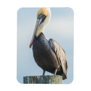 Pelikan landar på pylon magnet