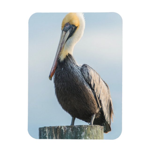 Pelikan landar på pylon magnet (Vertikal)