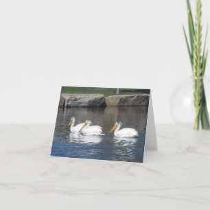 Pelikan Notecards Kort