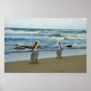 Pelikan på den Jensen stranden i Florida Poster