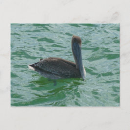 Pelikan Pelikane Postkarte Vykort