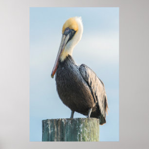 Pelikan perched på pylonen poster