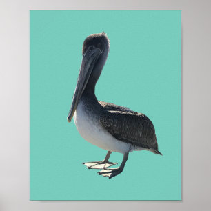 Pelikan Poster