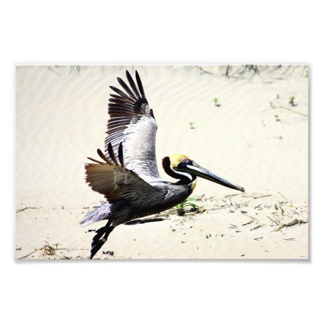Pelikan Print, Wall Art, Gifts, Beach Birds Fototryck (Framsidan)