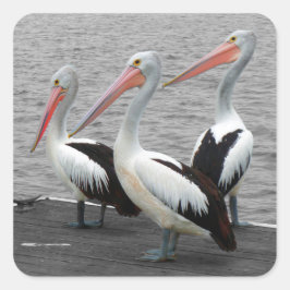Pelikan Sea Bird Minimalist Färg Pop Fotography Fyrkantigt Klistermärke